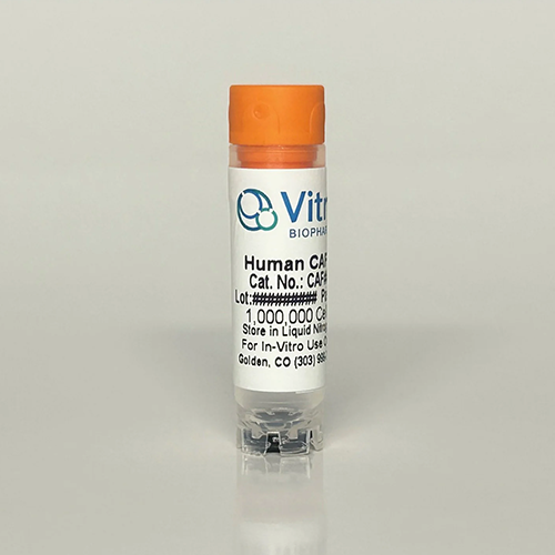 腫瘤微環(huán)境研究新利器｜Vitro CAF08人胰腺癌相關(guān)成纖維細(xì)胞詳解