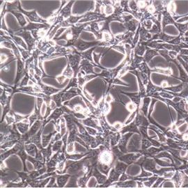 YS1969CCHO-K1仓鼠卵巢细胞亚株ATCC