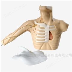 外周穿刺、中心靜脈穿刺模型