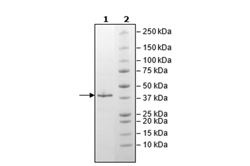 MCL1, His-Tag (Dog) Recombinant