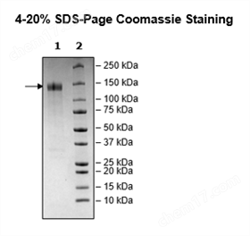 Spike S1 (13-665), Fc Fusion, Avi-tag (SARS-CoV-2) Recombinant