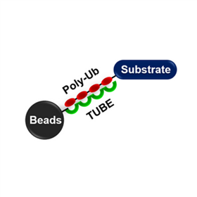 UM404M: K63 TUBE (Magnetic Beads)