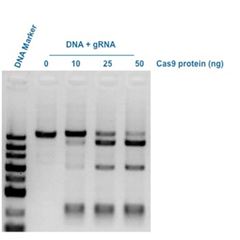 Z03386GenCrispr Cas9 Nuclease