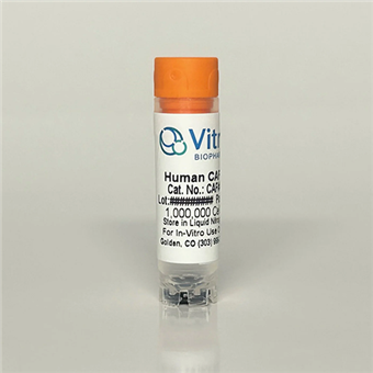 人胰腺腺癌癌相關(guān)成纖維細(xì)胞（CAFs）