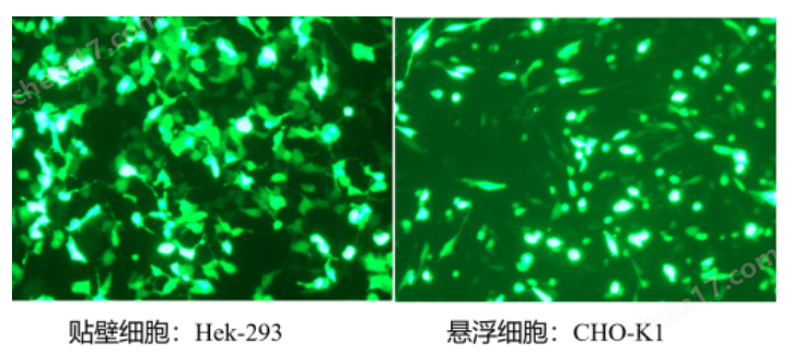 線性PEI轉(zhuǎn)染試劑（速溶型）MW40000
