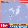 人胰腺上皮原代細(xì)胞