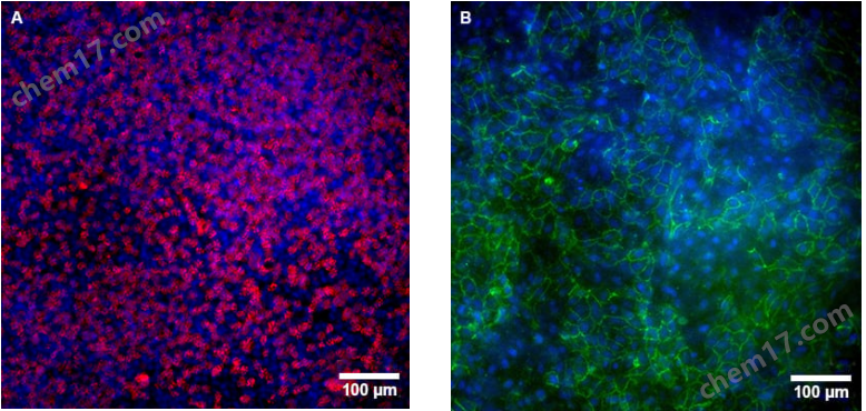 12.png 多孔膜細(xì)胞培養(yǎng)小室專用共聚焦24孔培養(yǎng)板