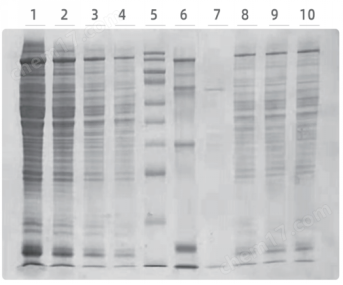 Precast Protein Plus Gel, 15%, 10 wells, Hepes-Tris 15%