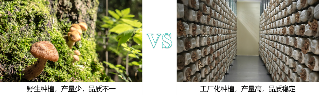 四方光电抗高湿红外CO?变送器，让菌菇房CO?监测不再“湿”败
