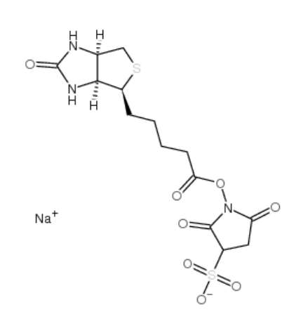 biotin sulfo-osu 