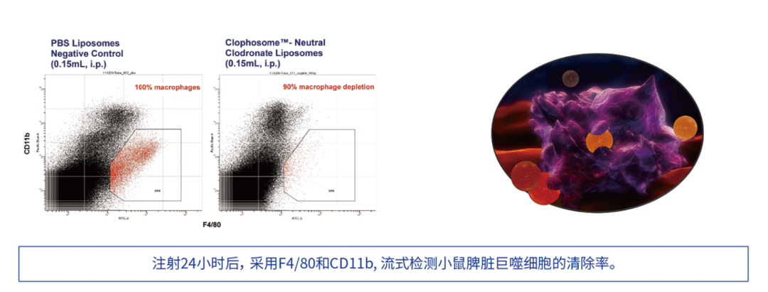 Clodronate Liposomes巨噬細胞清除脂質(zhì)體選購指南
