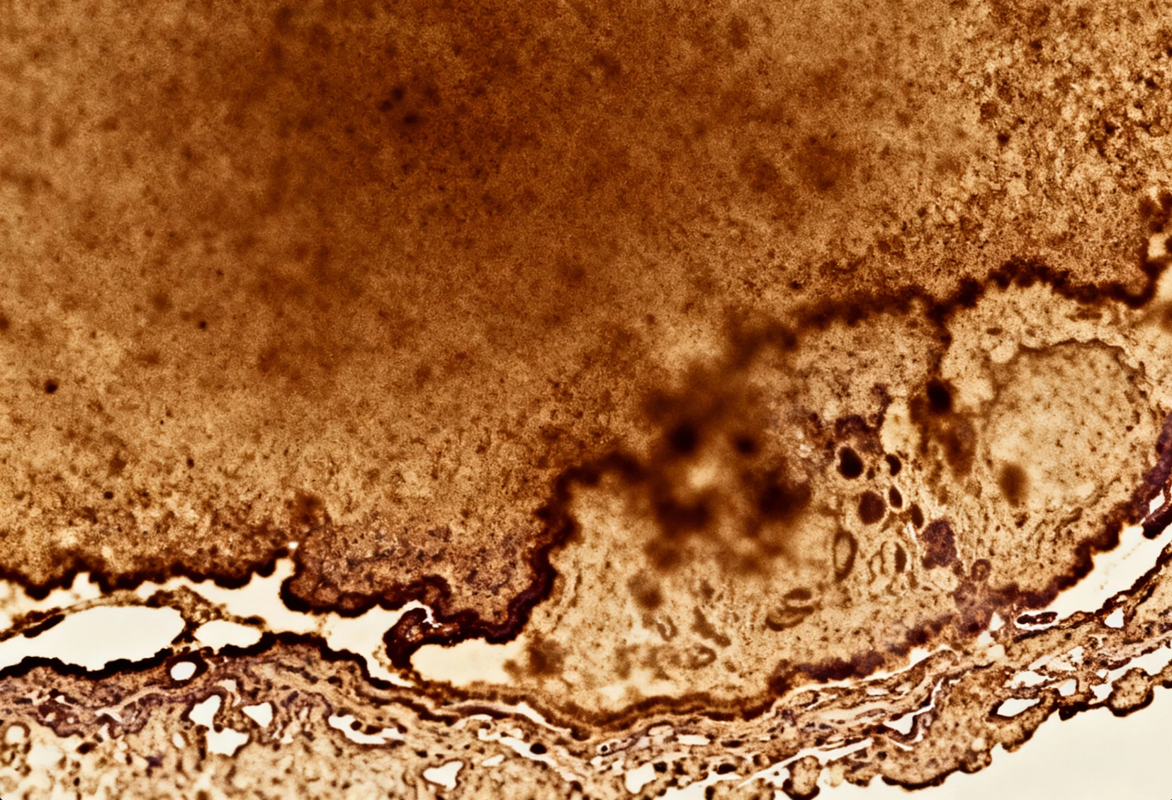 免疫组化（IHC）染色失败系统性排查指南
