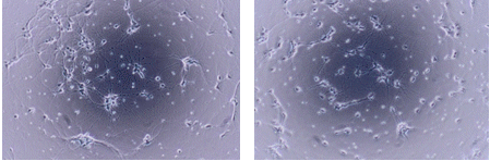 2914697832693492.gif NS 神經(jīng)細(xì)胞基礎(chǔ)培養(yǎng)基