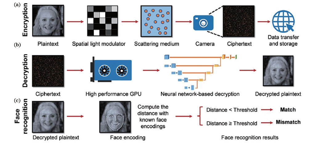 突破高分辨率光學(xué)技術(shù)穿透深度限制