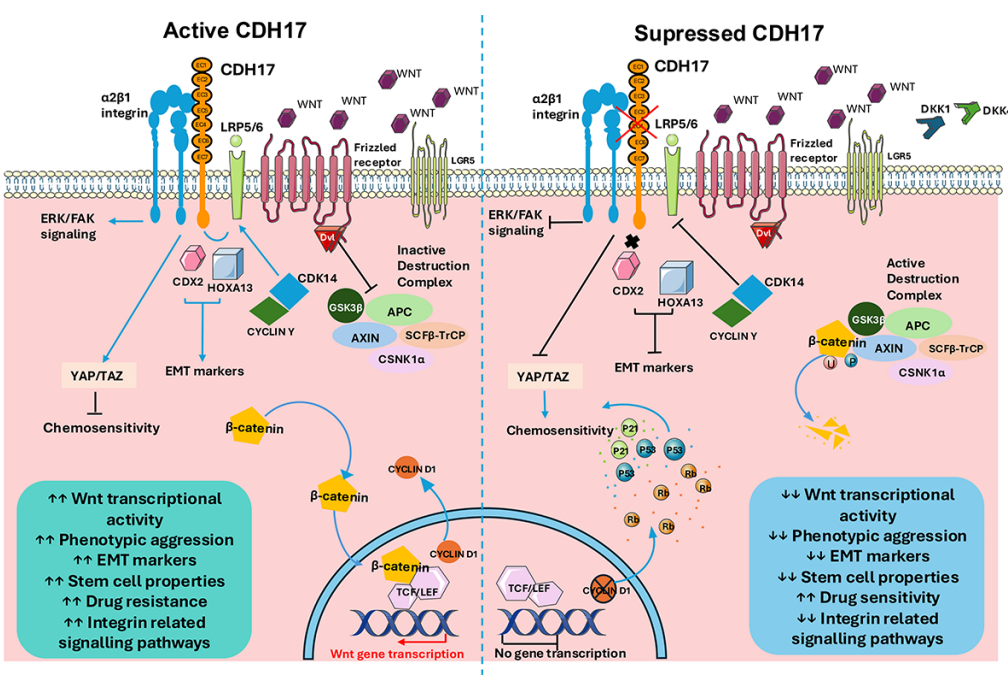 15.3億美元! 中國ADC出海‘王炸’登場，CDH17憑什么值這個價？