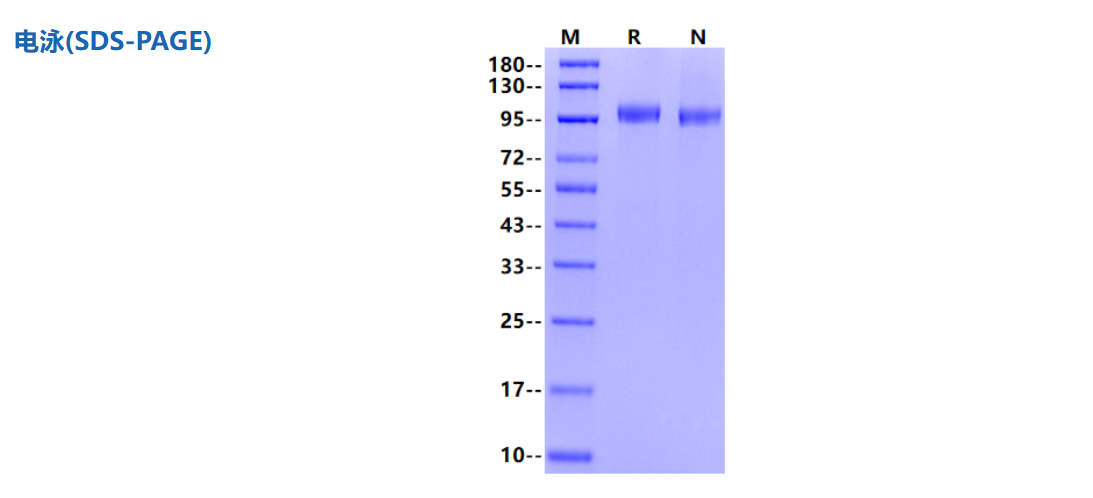 15.3億美元! 中國ADC出海‘王炸’登場，CDH17憑什么值這個價？