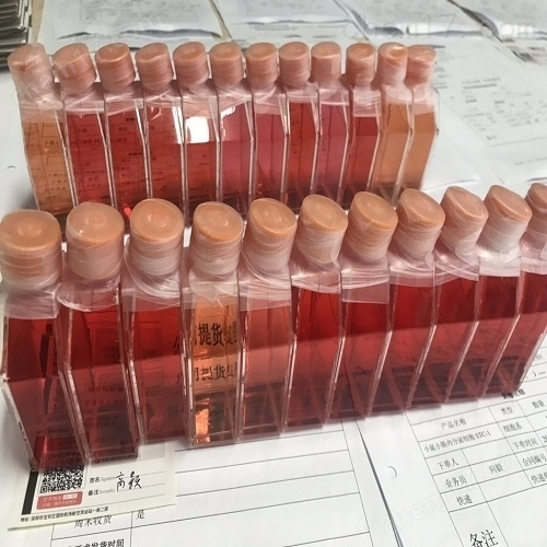 人乳腺癌細胞MCF7