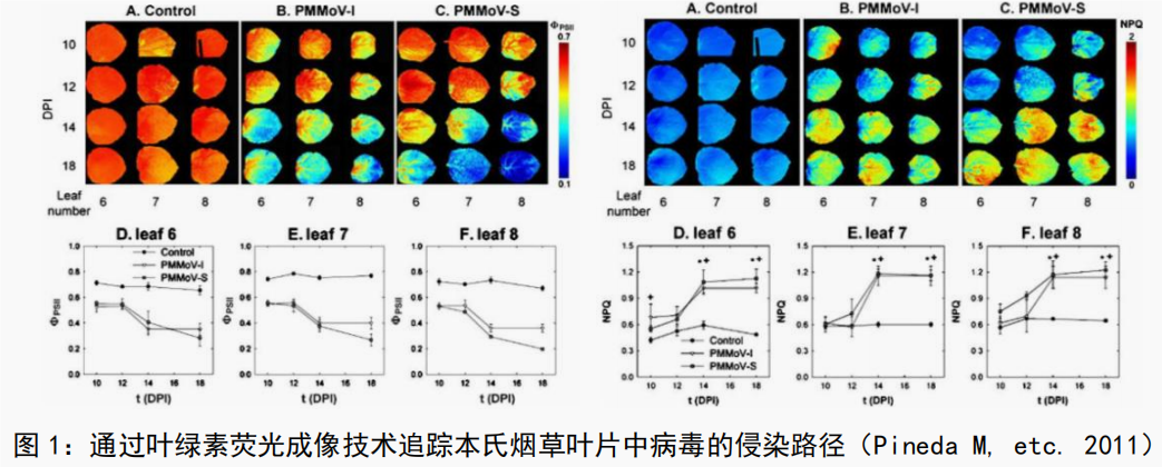 千年港城的新綠色故事:寧波大學葉綠素熒光植物表型落地運行