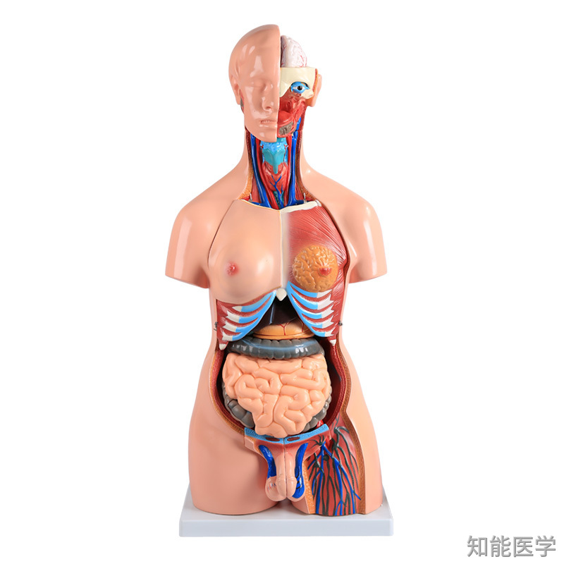 人體軀干模型
