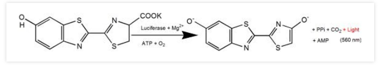活体成像荧光素酶-底物系统原理PerkinElemer/Revvity品牌