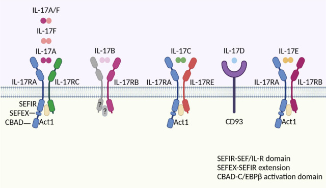促炎细胞因子之IL17简介