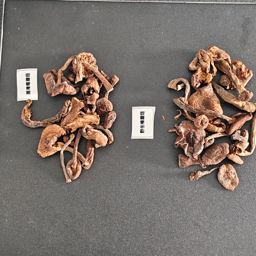 采集榛蘑菇高光谱数据