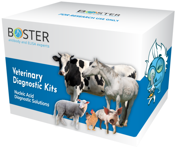 Boster武汉博士德代理商 2026授权代理-上海起发