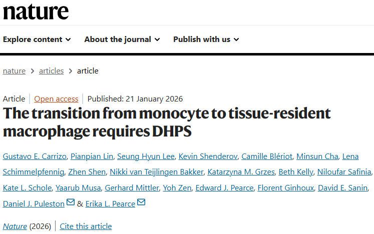 《Nature》：單核細胞轉化為組織駐留巨噬細胞的開關-DHPS