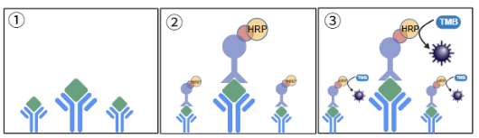 普瑞邦芥末过敏原检测试剂盒|精准检测,筑牢食品安防线