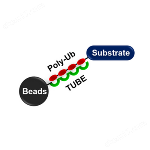 UM404M: K63 TUBE (Magnetic Beads)