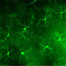 抗Iba1, 重組兔源單克隆抗體（6A4）