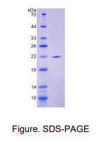 image.png SBSN抗原;上池蛋白(SBSN)重组蛋白多种属