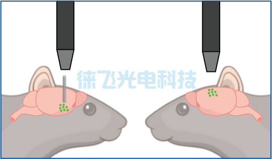 光遗传学活体显微成像平台